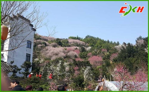 黃山歙縣賣花漁村一日自駕游攻略