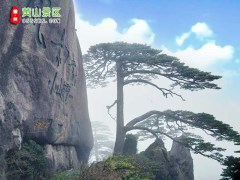 高鐵深圳到黃山四日游旅游團(tuán)報(bào)價(jià)