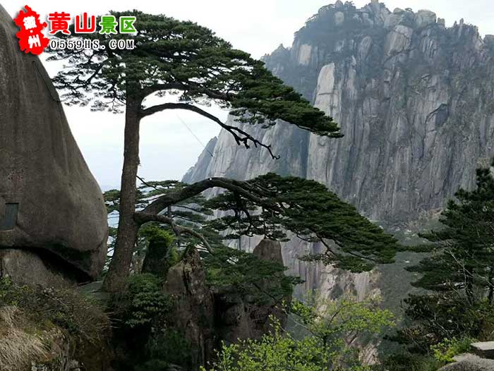 黃山西遞宏村三日游景點：黃山風景區(qū)