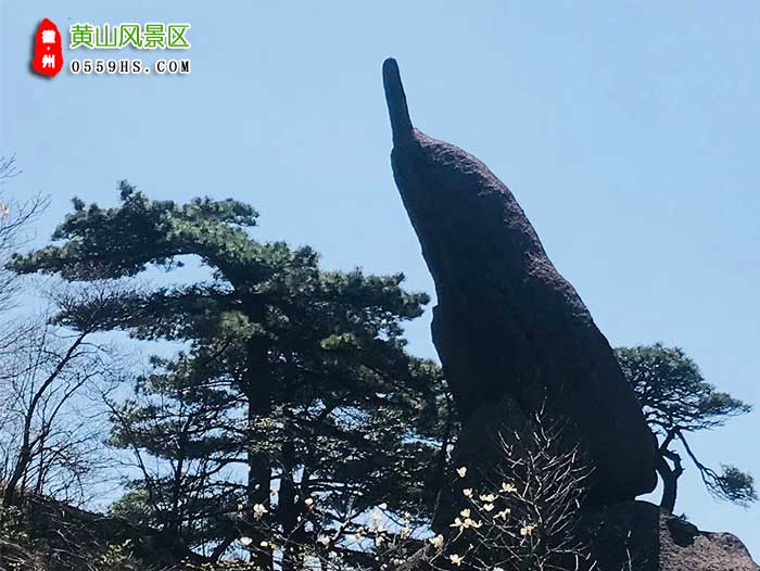 黃山二日游景點：黃山怪石圖