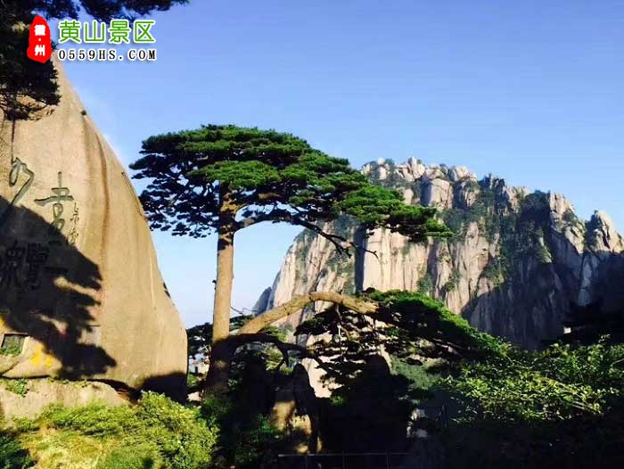 淮北到黃山三日游景點(diǎn)：黃山迎客松