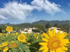 黃山四日游跟團(tuán)路線報(bào)價(jià)【黃山+牌坊群+徽州古城+婺源+西遞+宏村】