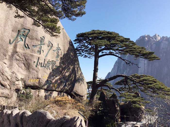 黃山三日游景點：黃山迎客松