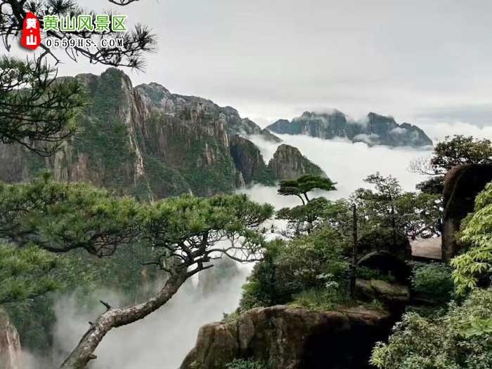 惠州到黃山旅游團(tuán)景點(diǎn)：黃山云海